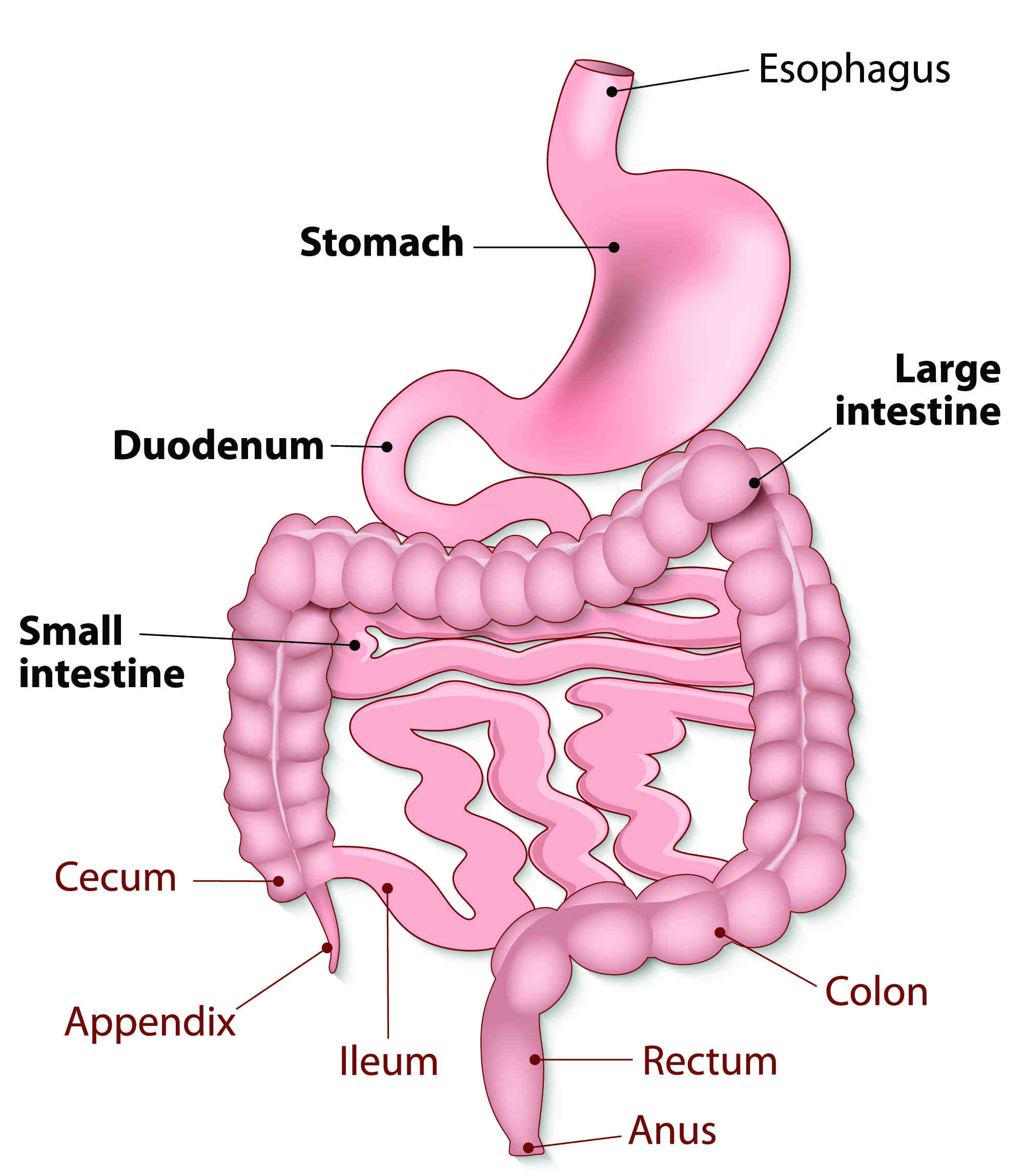 human digestive system is a single tube